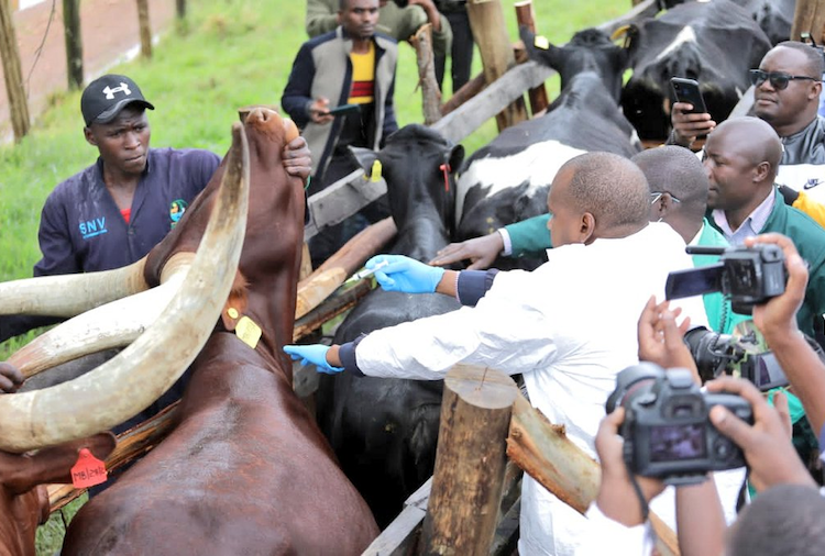 Agrictulture minister Frank Tumwebaze in an Anti tick vaccination drive recently