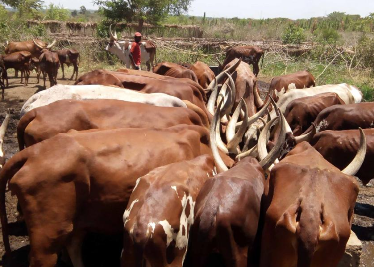 Brucella Rates in Nakasongola District