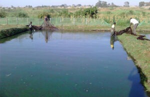 Fish Census 