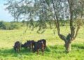 THE PARK THAT FEEDS THEM: Researchers Find Queen Elizabeth Park Is a Lifeline for Basongora Pastoralists