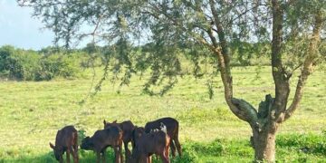 THE PARK THAT FEEDS THEM: Researchers Find Queen Elizabeth Park Is a Lifeline for Basongora Pastoralists