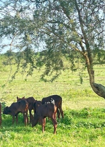 THE PARK THAT FEEDS THEM: Researchers Find Queen Elizabeth Park Is a Lifeline for Basongora Pastoralists